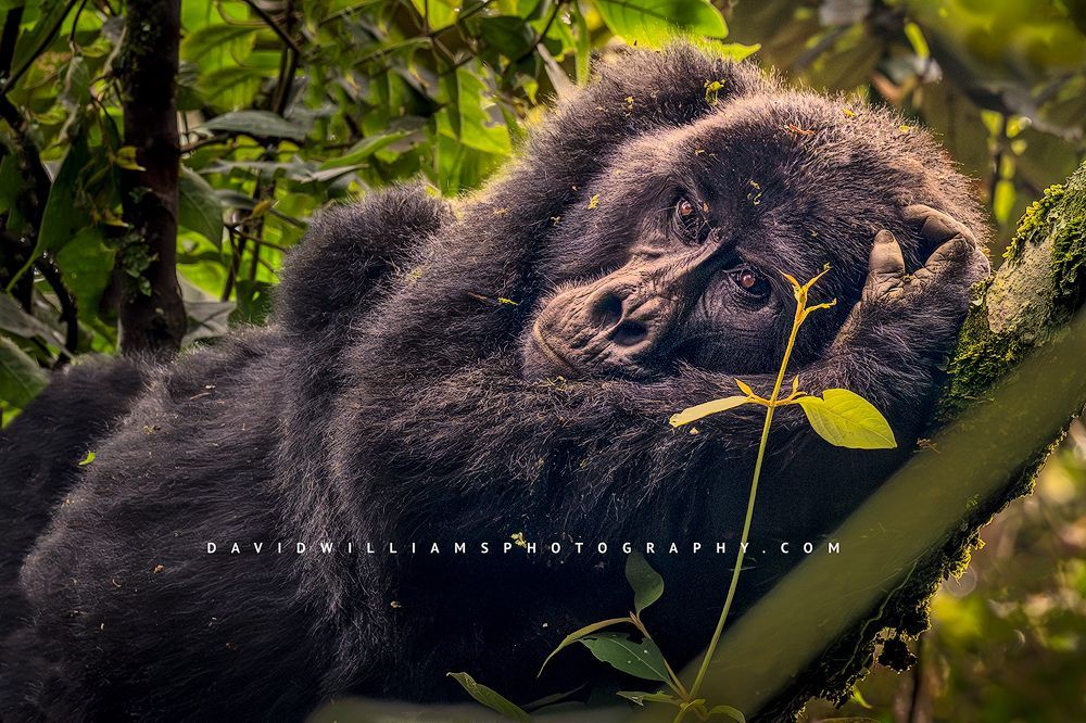 A peaceful Mountain Gorilla resting in golden light Uganda
