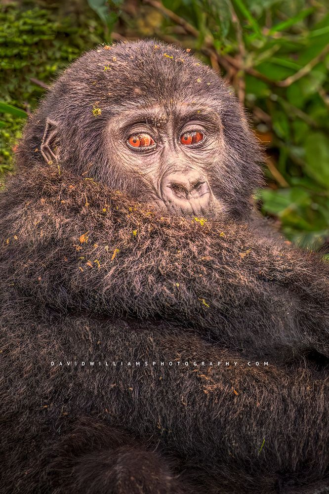 A vertical close-up of a baby Mountain Gorilla, Uganda, Africa