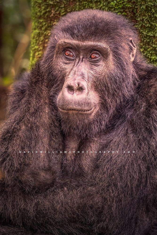 The beautiful eyes of an adult mountain gorilla, Uganda, Africa