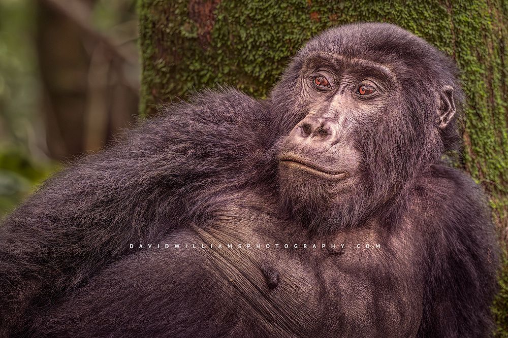 African Wildlife Fine Art Photography Gallery—editorial storytelling collection and fine art prints.