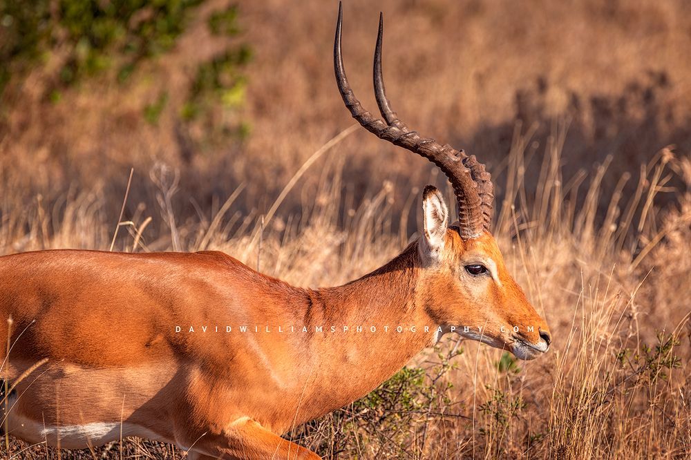 A Grants's Gazelle in the golden grasses at sunset, Kenya, Africa
