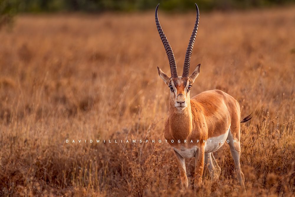 A Grants's Gazelle in the golden grasses of OL Pejeta, Kenya