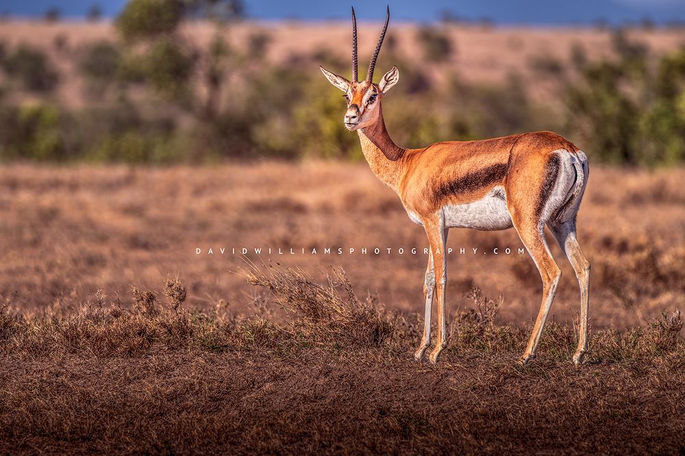 A Grant's Gazelle with head facing the camera, Kenya, Africa