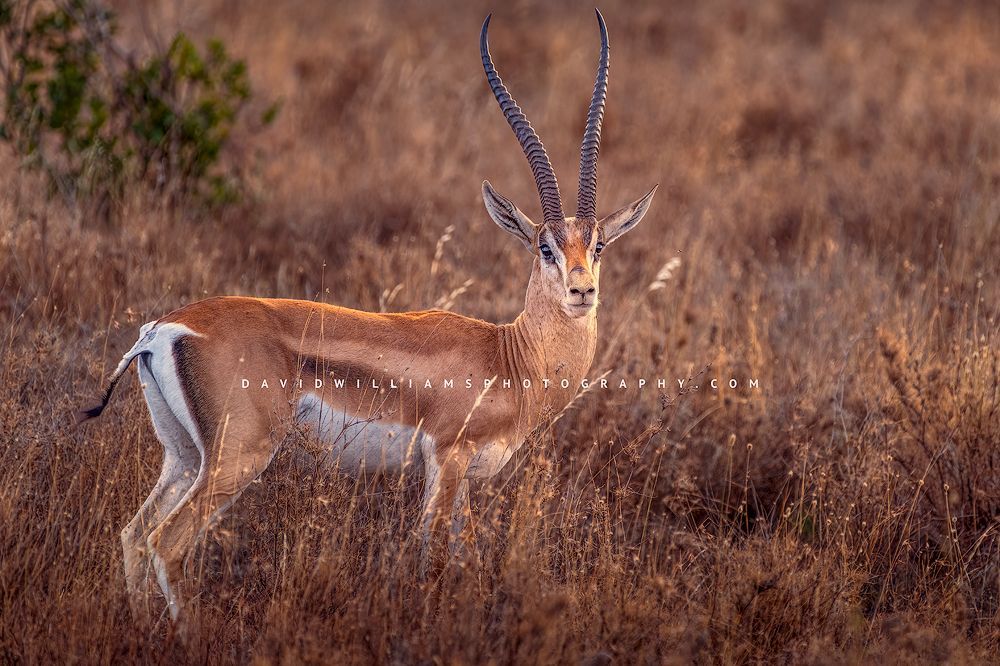 A side view of a Grants's Gazelle with big eyes, Africa