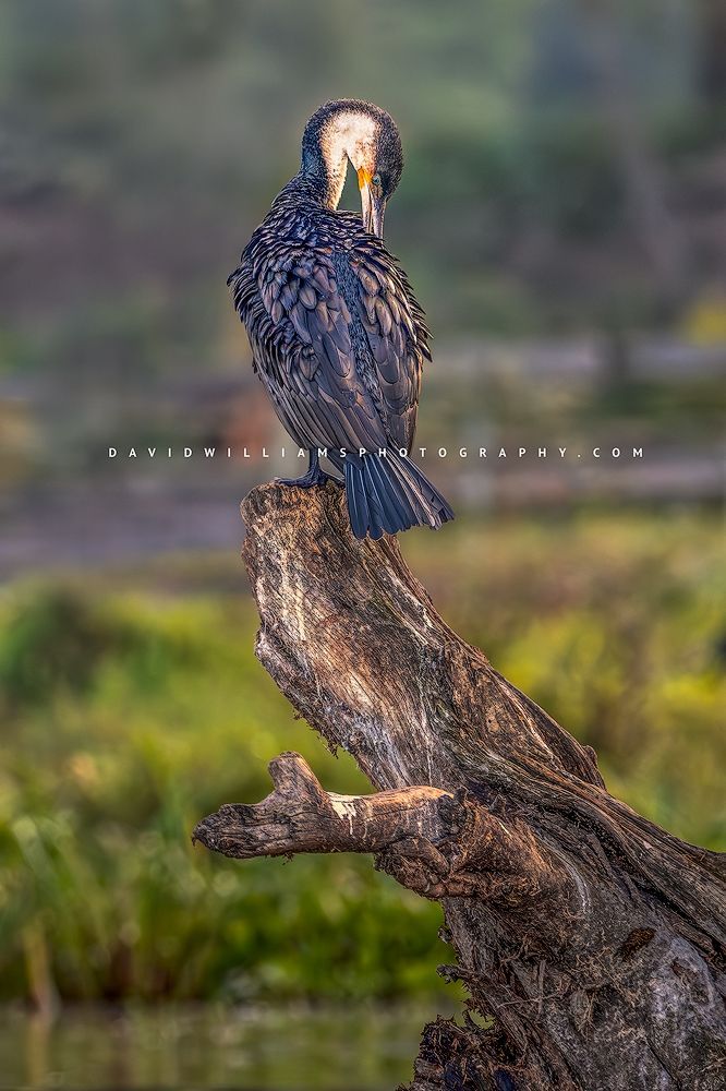 The colorful feathers of a Great Cormorant, Kenya, Africa
