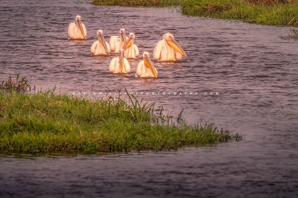 A group of Great White Pelicans in wetlands, Kenya Africa