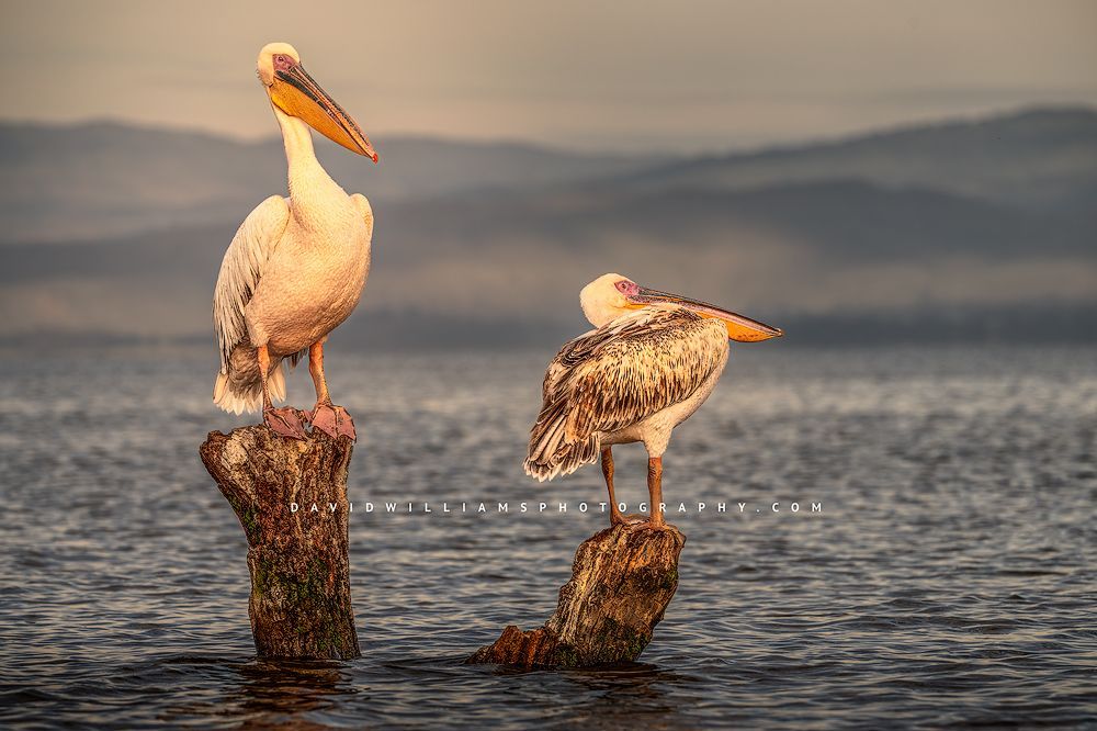 Great White Pelicans in golden light, Lake Naivasha, Kenya