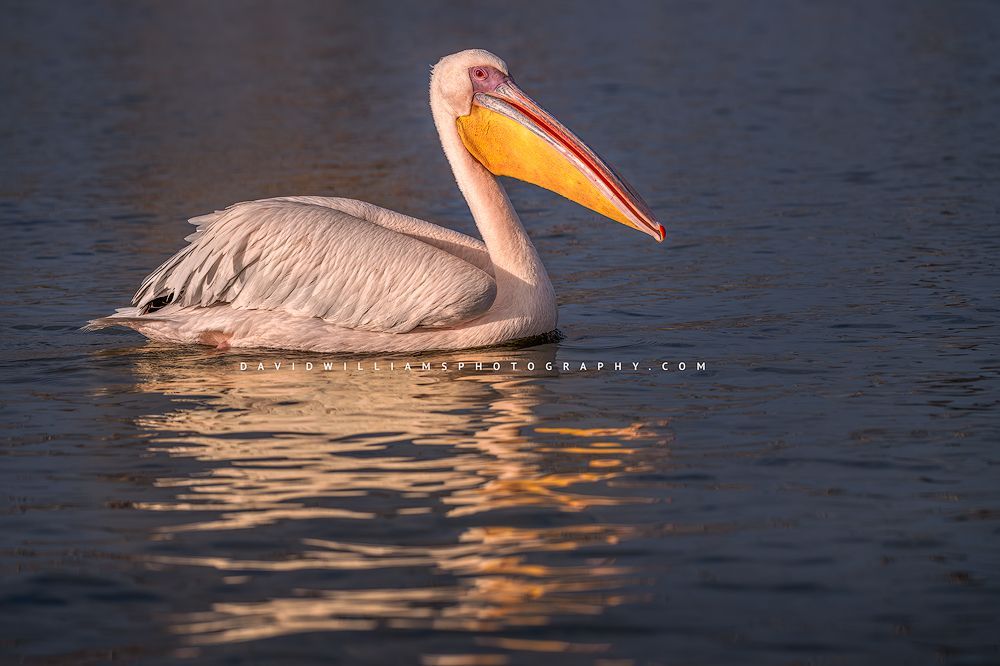 A Great White Pelican at sunset on blue waters, Kenya, Africa
