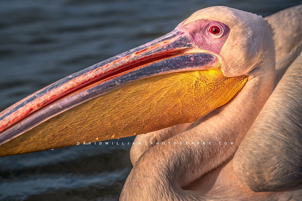 Great White Pelican at sunset in blue waters, Kenya, Africa