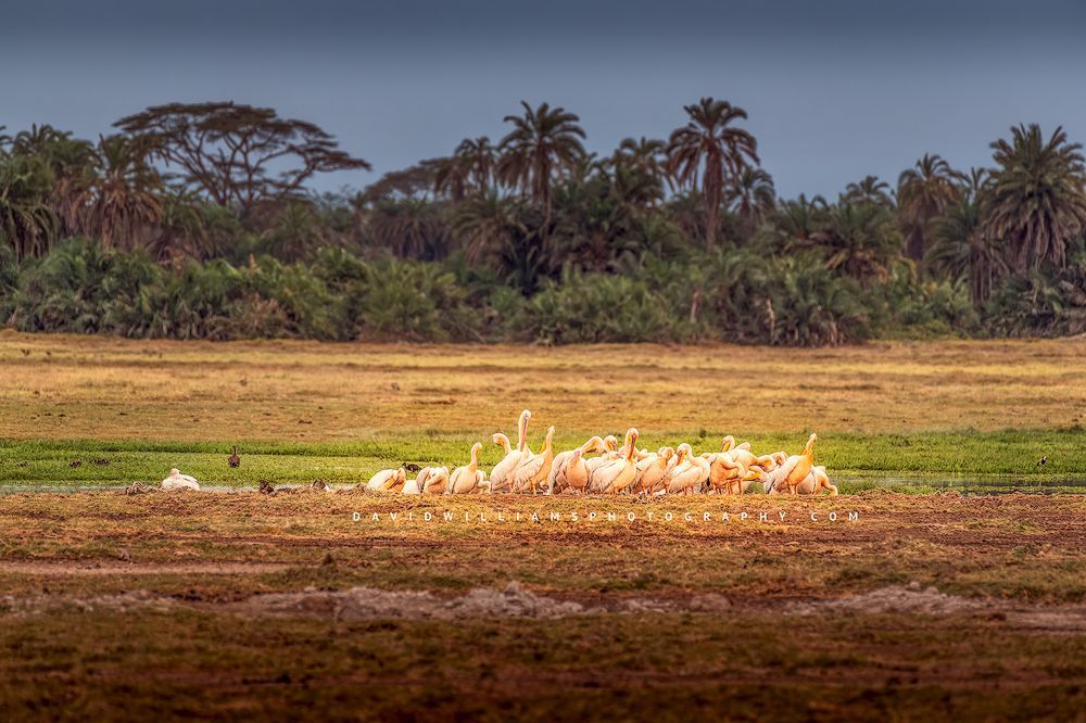 Great white pelicans together in the wetlands, Amboseli, Kenya