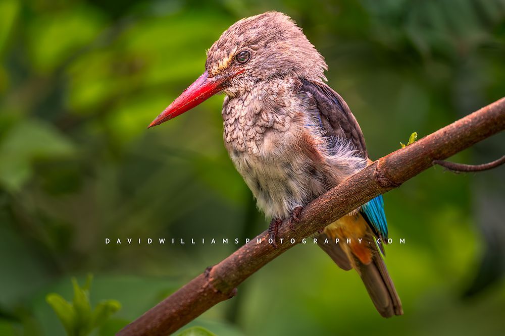 Eye contact with a Grey Headed Kingfisher, Tanzania, Africa
