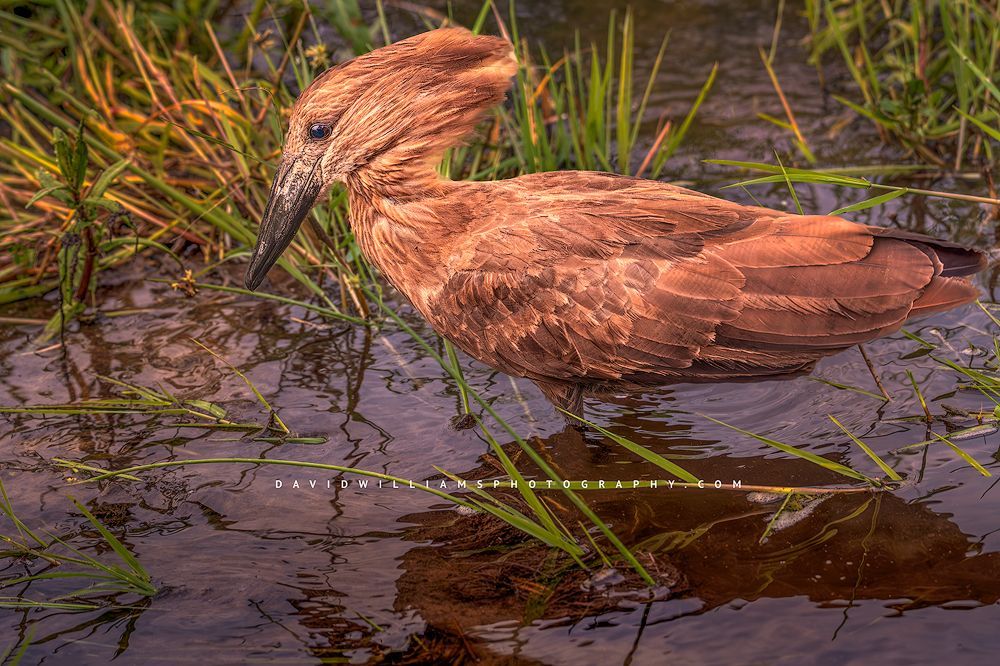 A Hamerkop bird wading in sunlit waters, Kenya, Africa