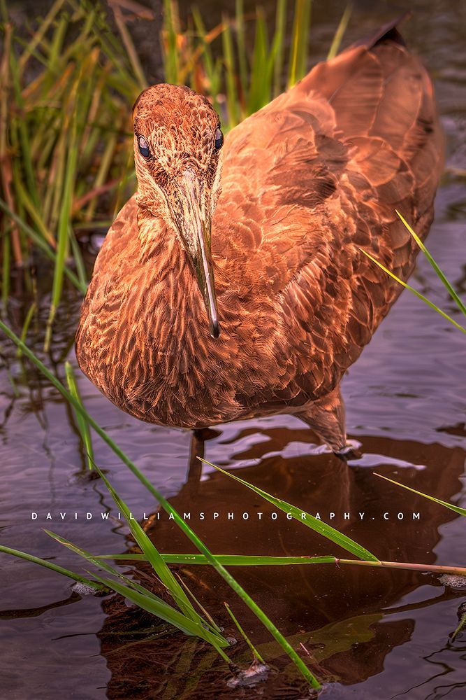 A Hamerkop bird wading in sunlit waters, Kenya, Africa