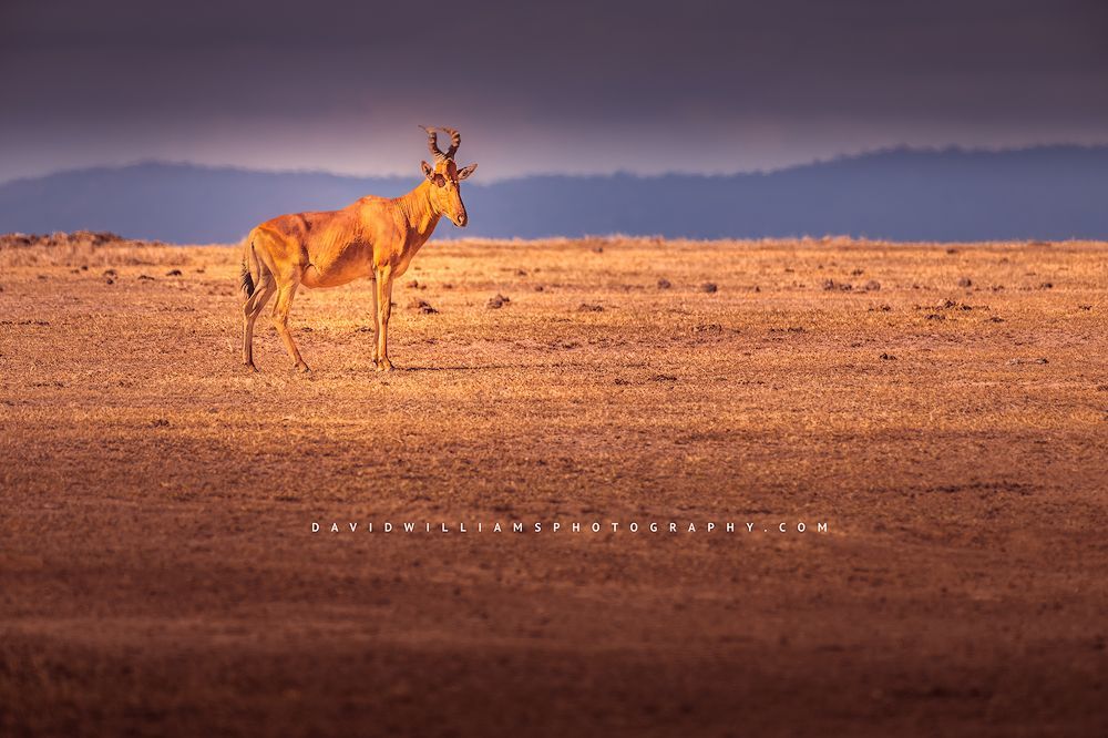 A Coke’s Hartebeest or kongoni, in the golden tundra of Kenya, Africa