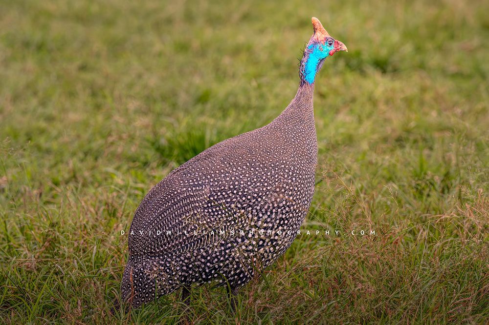 A close up of a single Helmeted Guineafowl, Tanzania, Africa