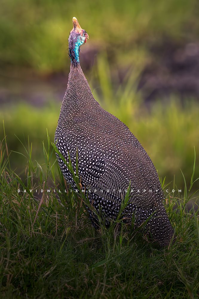 A close up of a single Helmeted Guineafowl, Tanzania, Africa