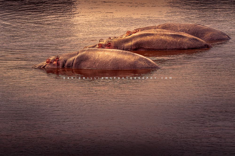 A group of Hippos in the Mara River at sunset, Kenya