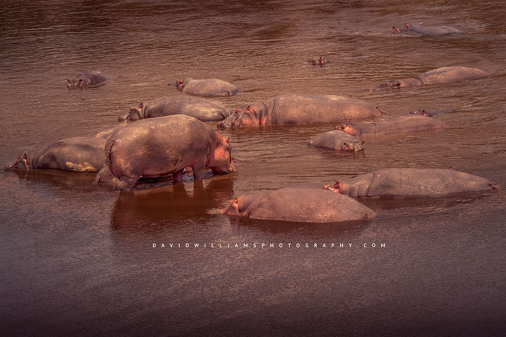 A group of Hippos in the Masai Mara River at sunset, Kenya