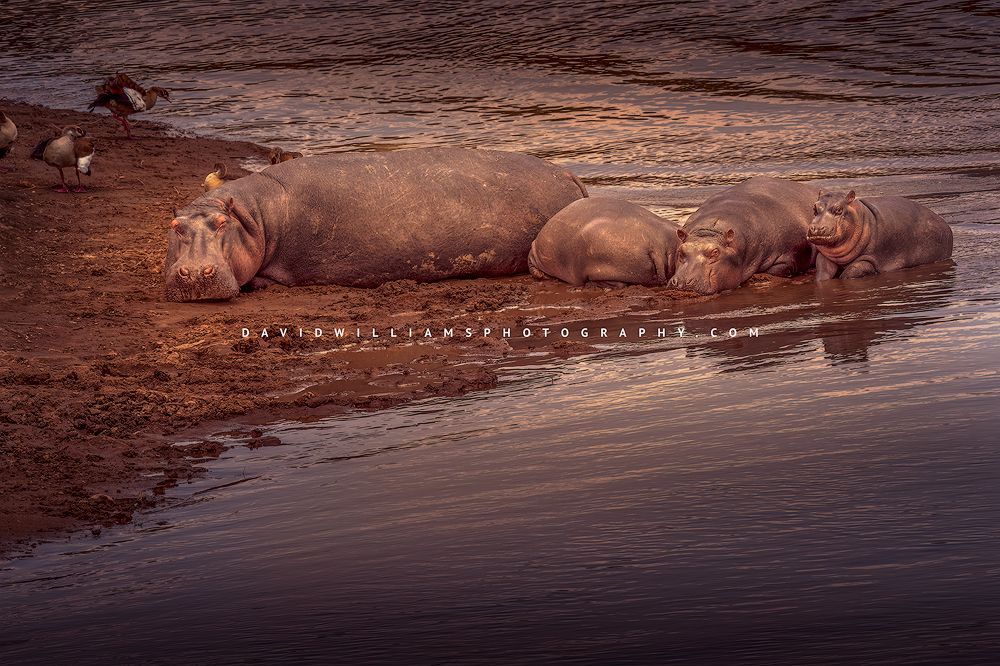 A group of Hippos in the Masai Mara River at sunset, Kenya