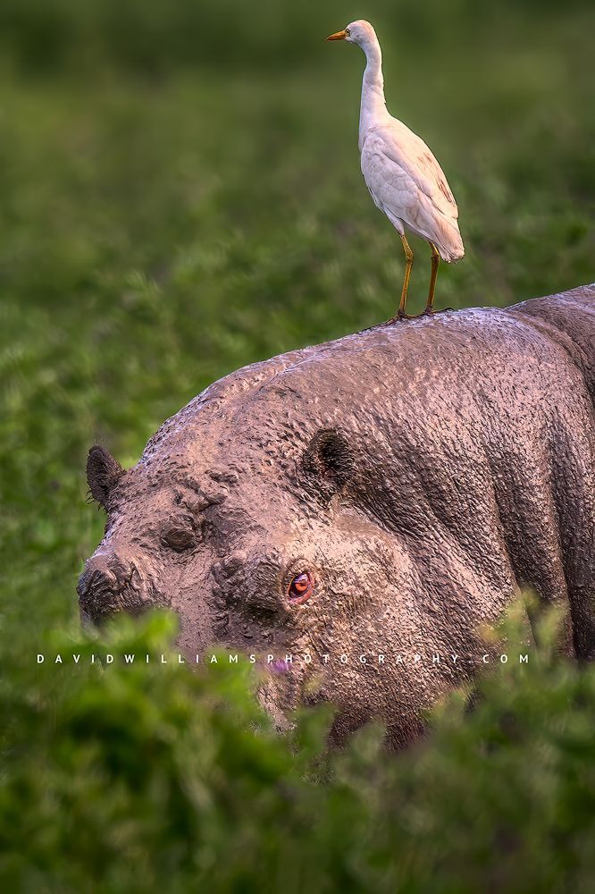 Eye contact with a mud covered hippo, Arusha, Tanzania, Africa