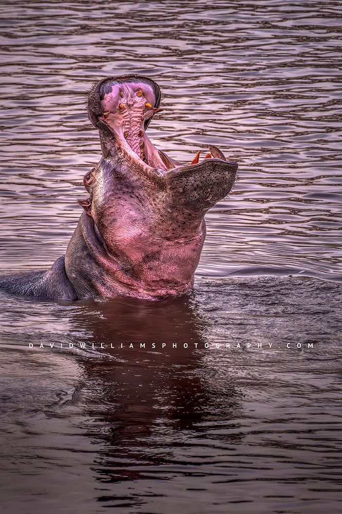 A common Hippo in the Mara River with mouth wide open, Kenya