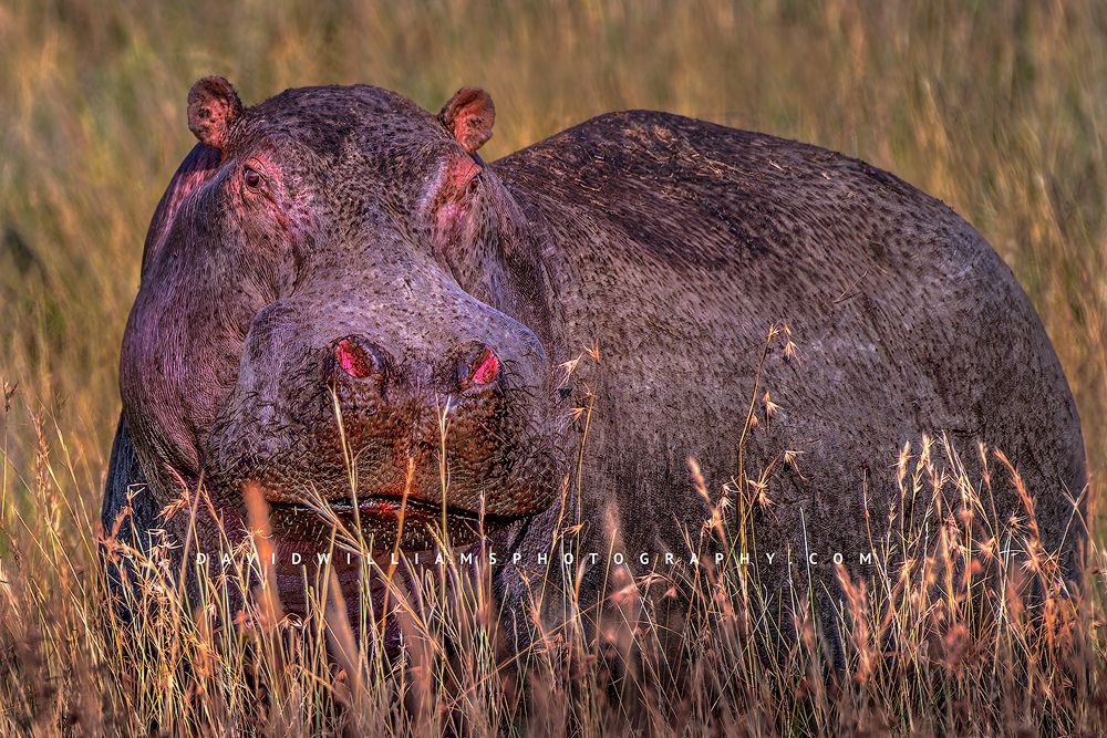 Eye contact with a Common Hippo in the Masai Mara, Kenya, Africa