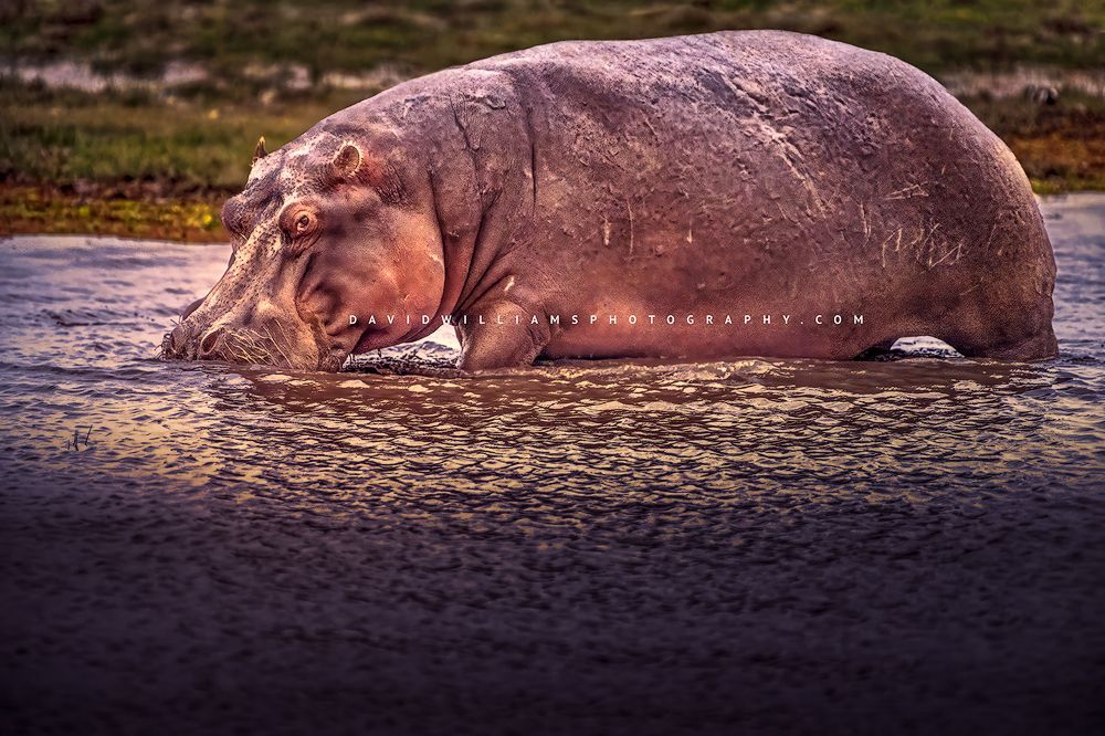 A hippo in late day sun in the Mara River, Kenya