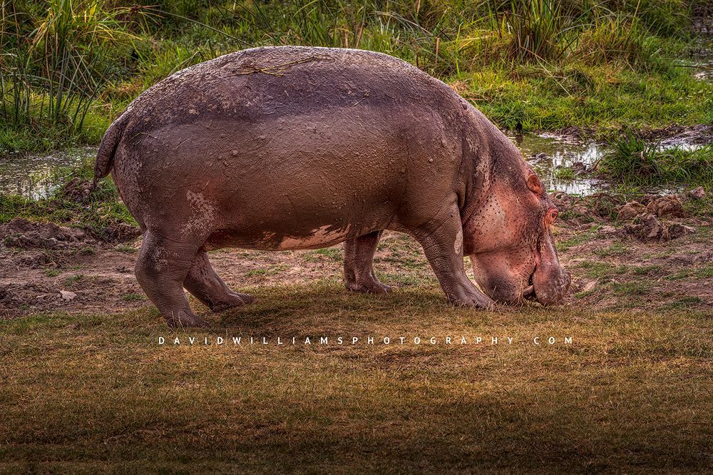 Hippo in morning sun covered with mud, Mara River, Kenya