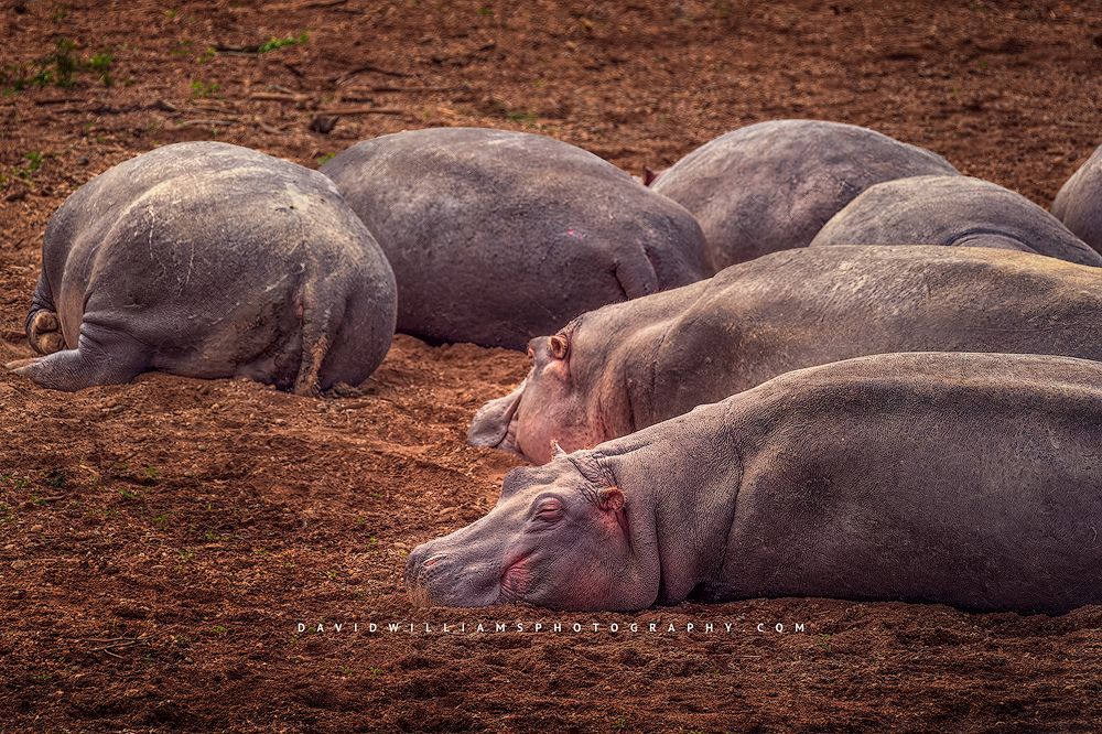 Common Hippos on the beach of Masai Mara River, Kenya