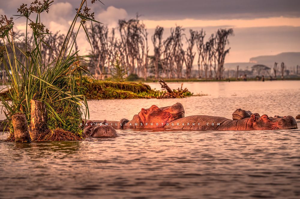 Several hippos basking in the late day sun, Lake Naivasha, Kenya