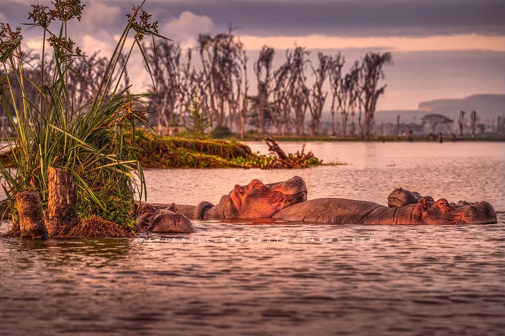 Hippos piled together in warm golden light, Kenya” A group of hippos resting on each other in golden light, Kenya, Africa