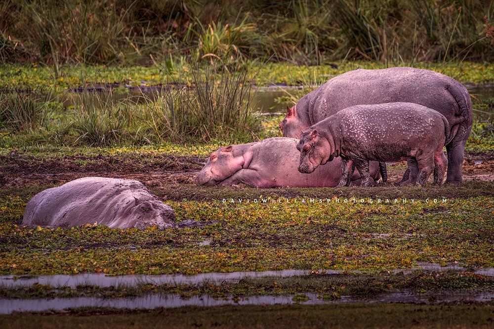 A Common Hippopotamus family with calf in the morning sun, Amboseli, Kenya