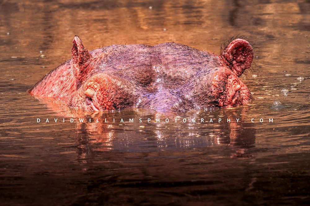 Close-up of an African Hippopotamus (Hippopotamus amphibius) with eyes and ears breaking the surface of the Tarangire River, Tanzania, horizontal image in golden light