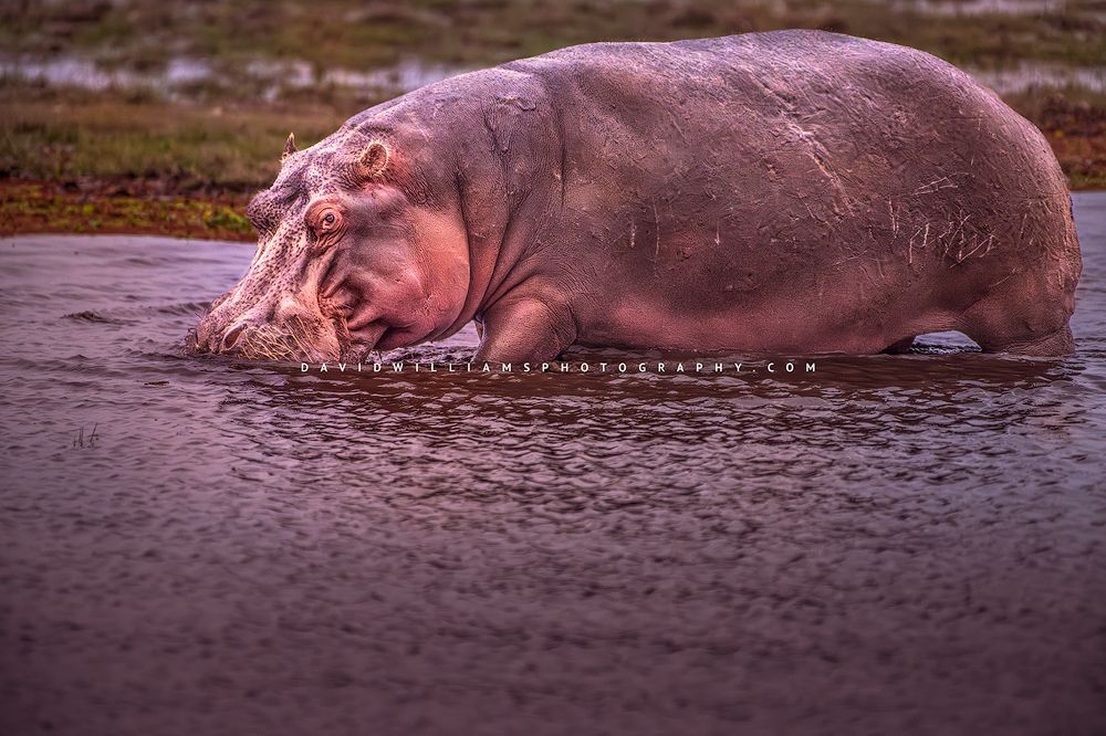 Eye contact with a Hippo, Mara River at sunset, Kenya