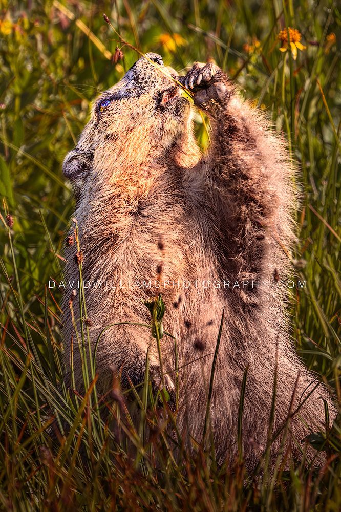 Hoary Marmot foraging in tall green grasses in summer sun in Glacier National Park, Montana.