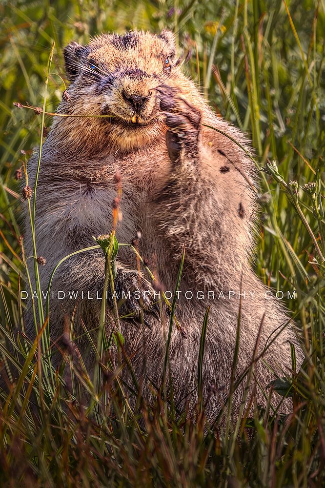 A Hoary Marmot (Marmota caligata) sits upright eating stems of grass in warm summer sun in Glacier National Park, a storytelling wildlife moment with natural detail.