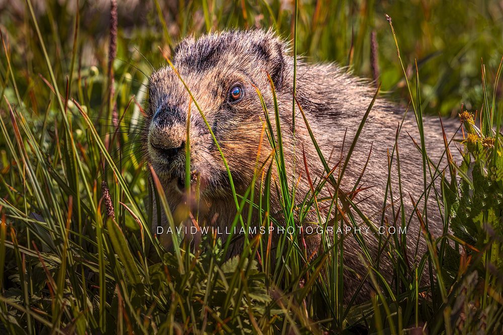 Close-up of a Hoary Marmot moving through tall grasses in Glacier National Park, Montana.