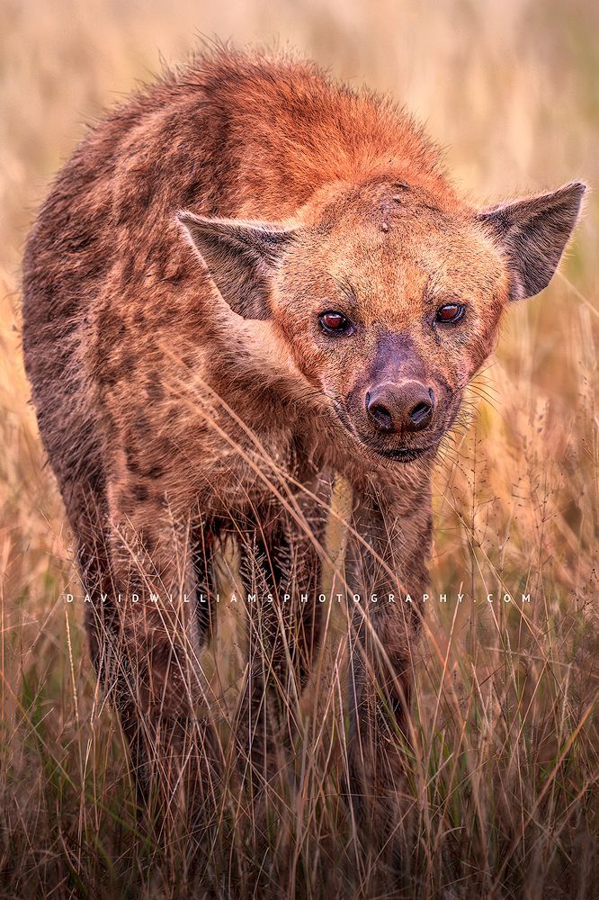 Eye contact with a Spotted Hyena, Kenya, Africa