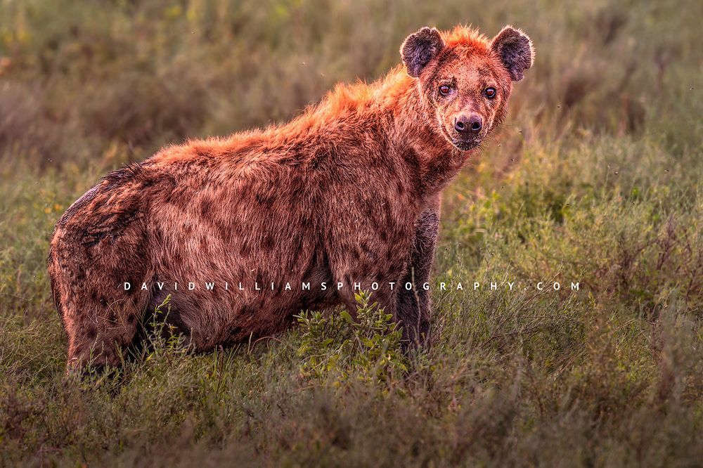 Spotted Hyena (Crocuta crocuta) close-up with direct eye contact, ruffled fur, wounds, and flies in tall grass, Ndutu, Tanzania, horizontal, golden light