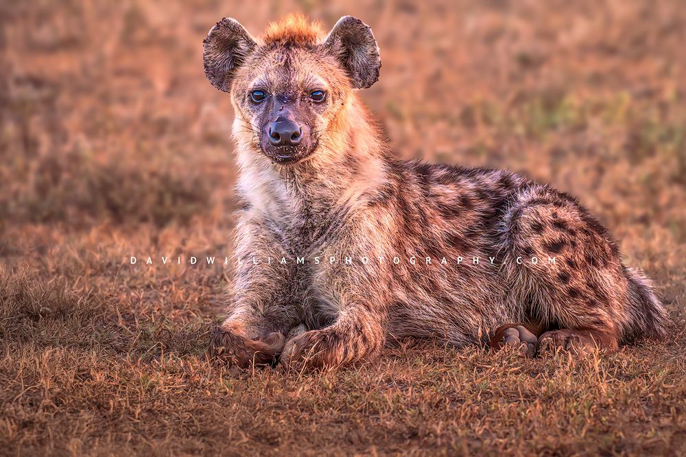 Close-up of a young spotted hyena resting in dry grass with direct eye contact in golden light