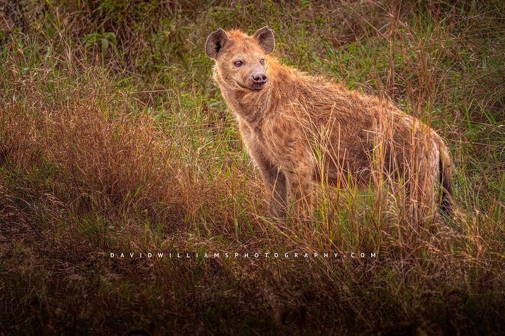 A Spotted Hyena in the grass fields, Masai Mara, Kenya