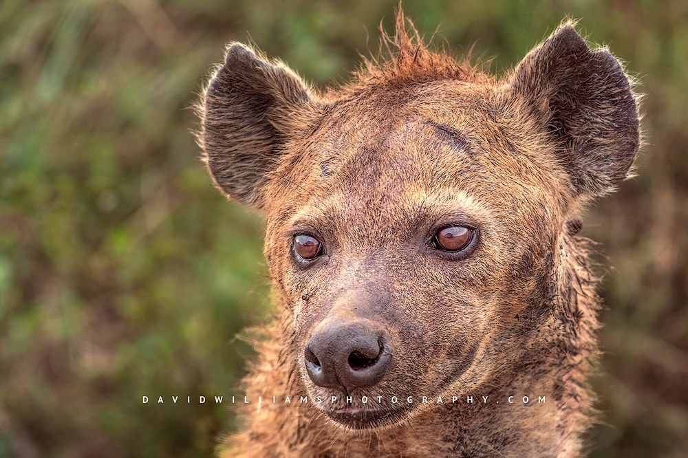 A close up face of a Spotted or Laughing Hyena, Masai Mara Kenya