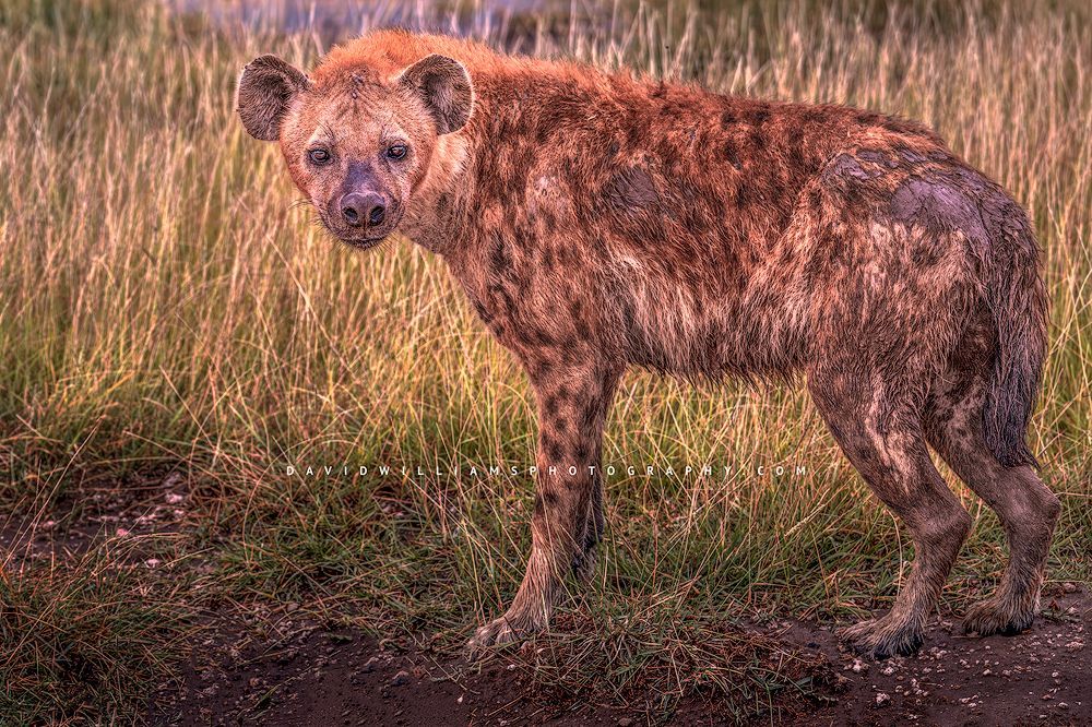 A dirty and muddy Hyena with eye contact, Kenya, Africa