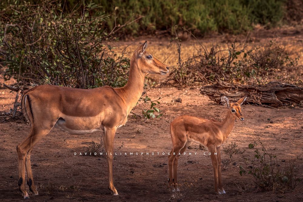 An Impala doe and fawn standing together alert, Samburu, Kenya