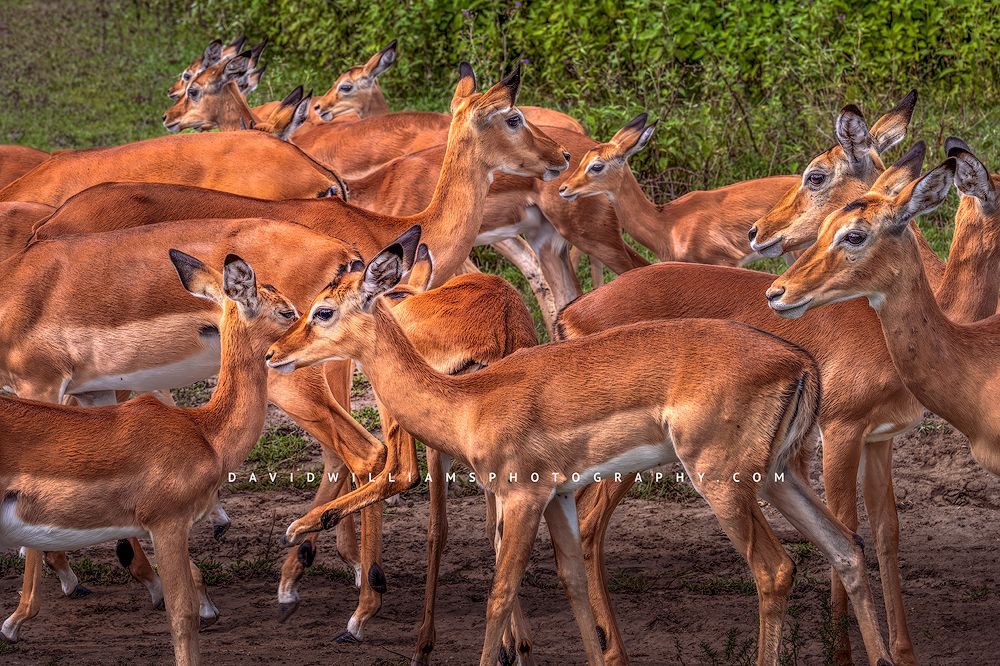 Female Impalas and calves in late day sun, Africa