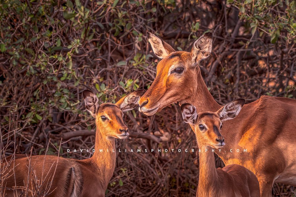 A doe impala and 2 young fawns together alert, Kenya, Africa