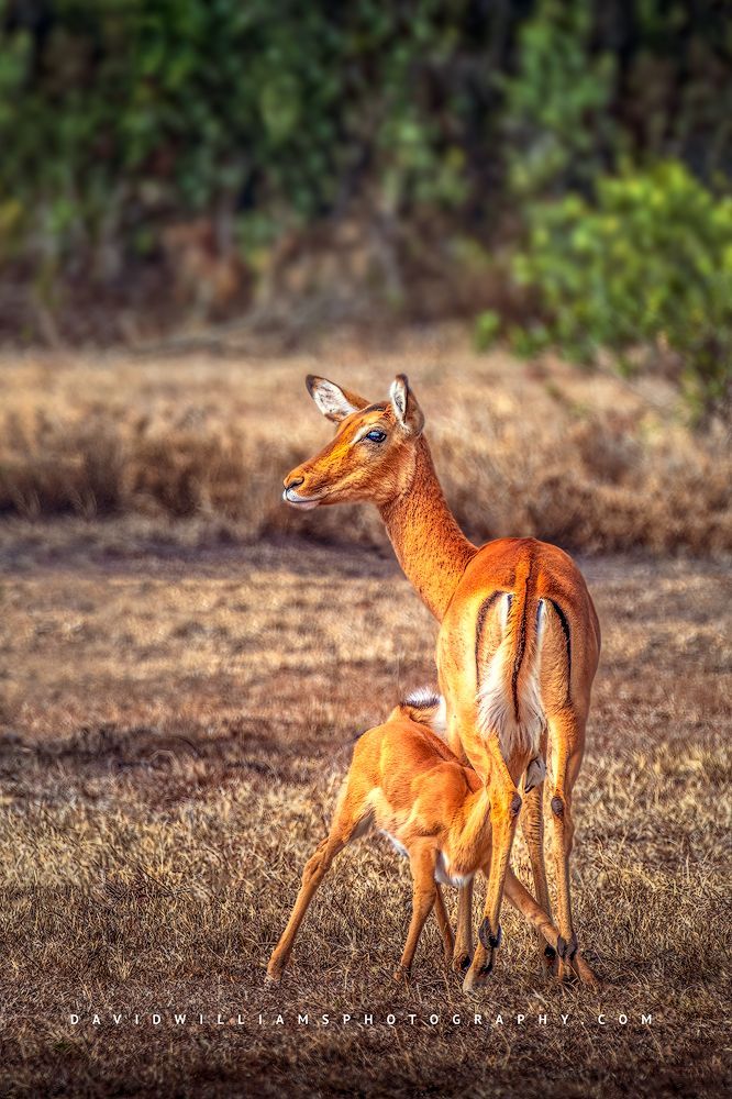 An mother impala is feeding her calf in late afternoon light, Kenya