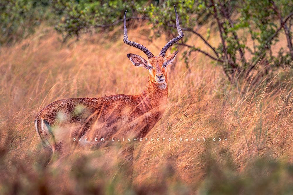 A close up of an impala staring at me, Nairobi National Park, Kenya