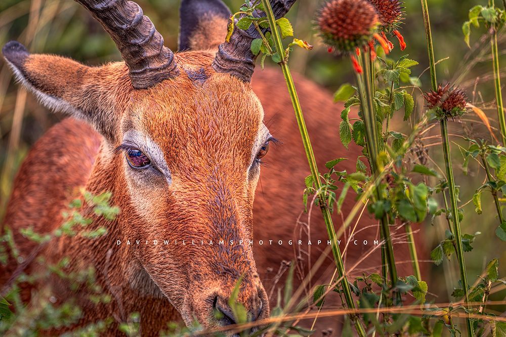 A horizontal face of an Impala in golden light, Kenya, Africa