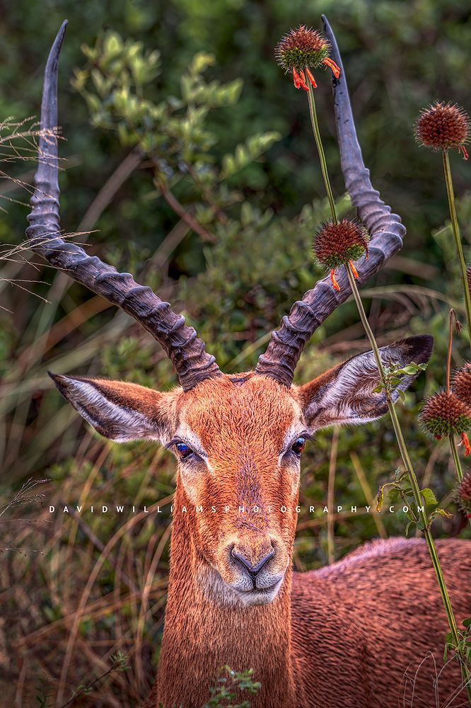 The face and horns of an Impala in golden light, Kenya, Africa